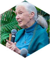 image press Dr Jane Goodall Speaking in the Main Courtyard
